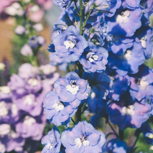 Delphinium