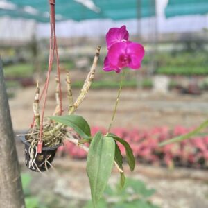 Dendrobium Orchid