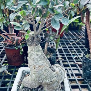 Desert Rose Bonsai