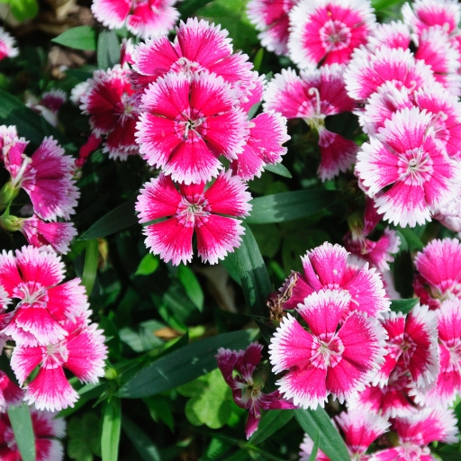 Dianthus