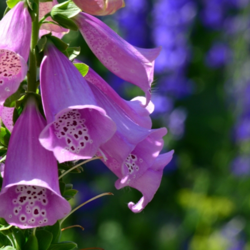 Digitalis (Foxglove)