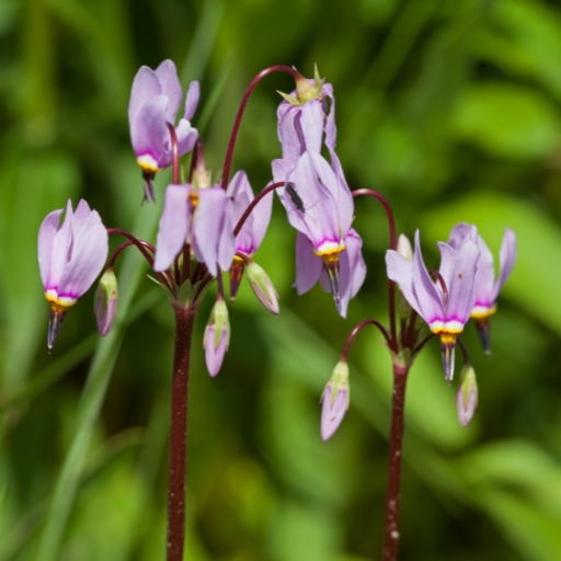 Dodecatheon (Shooting Star)