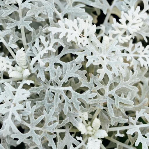 Dusty Miller