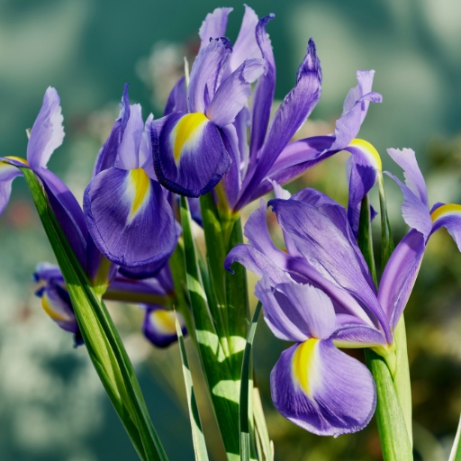 Dutch Iris