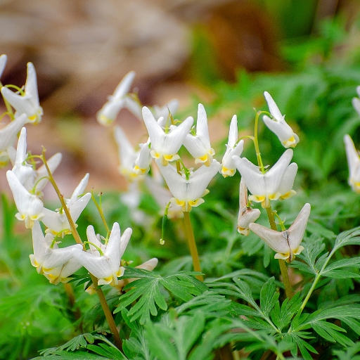 Dutchman’s Breeches