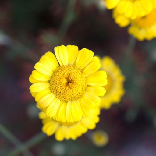Dyer’s Chamomile