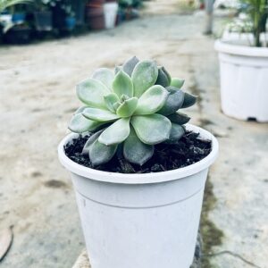 Echeveria Succulent