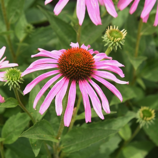 Echinacea (Coneflower)