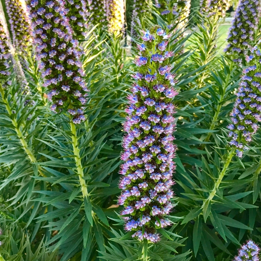Echium