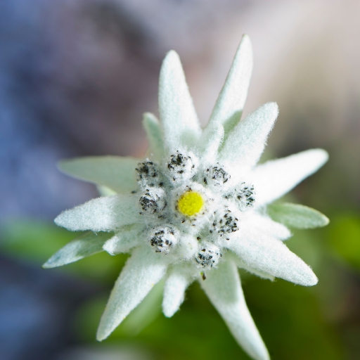 Edelweiss