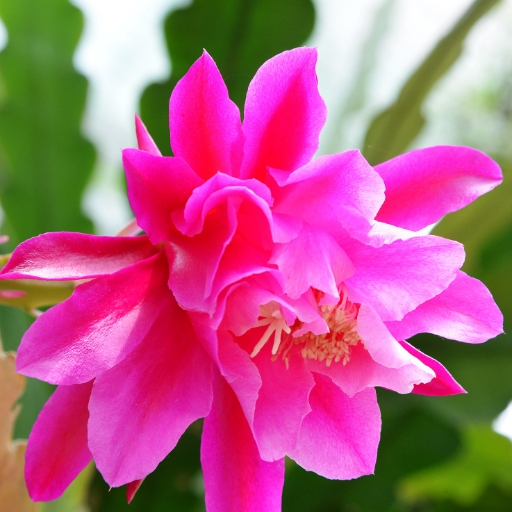Epiphyllum (Orchid Cactus)