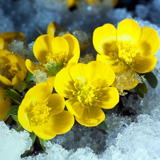 Eranthis (Winter Aconite)