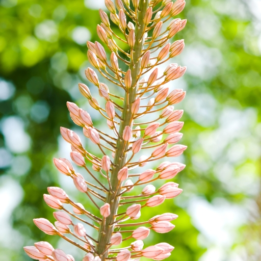 Eremurus (Foxtail Lily)