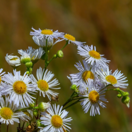 Erigeron (Fleabane)