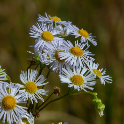 Erigeron (Fleabane)