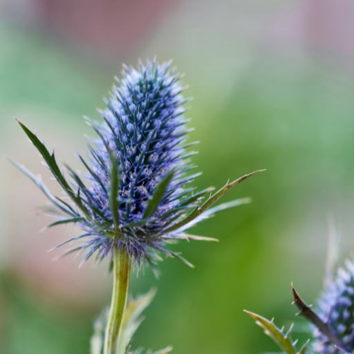 Eryngium (Sea Holly)