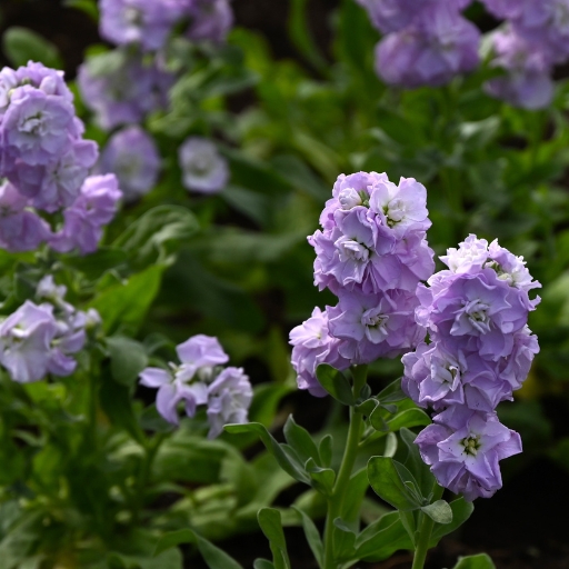 Erysimum (Wallflower)