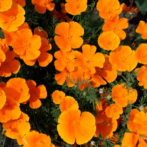 Eschscholzia (California Poppy)