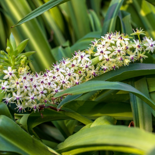 Eucomis (Pineapple Lily)