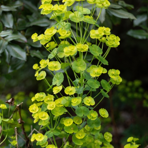Euphorbia (Spurge)