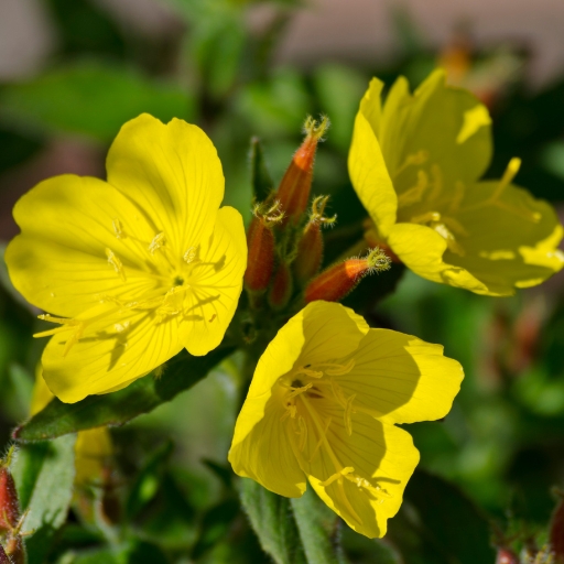 Evening Primrose