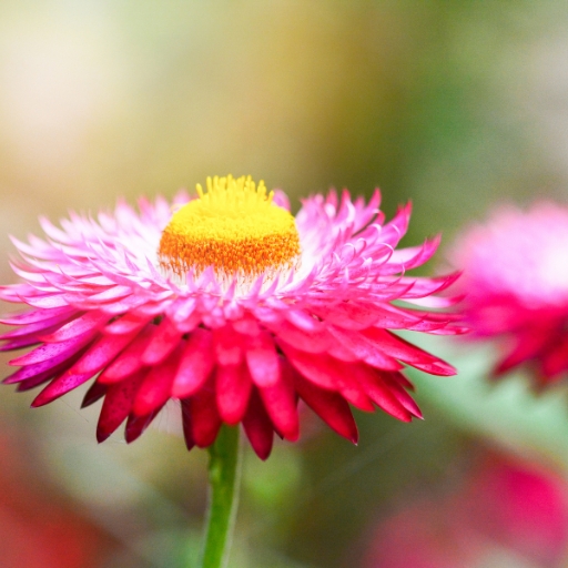 Everlasting Flower (Strawflower)