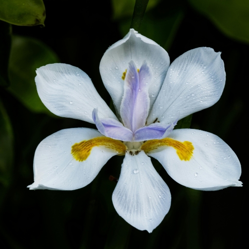 Fairy Iris