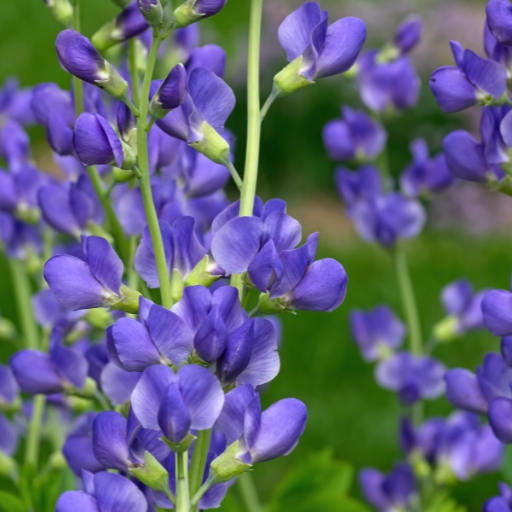 False Indigo