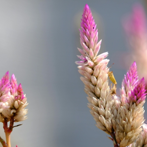 Feather Celosia