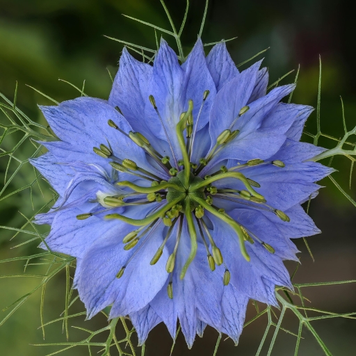 Fennel Flower (Nigella)
