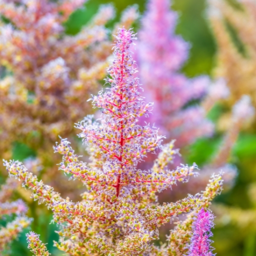 Fern Flower (Astilbe)
