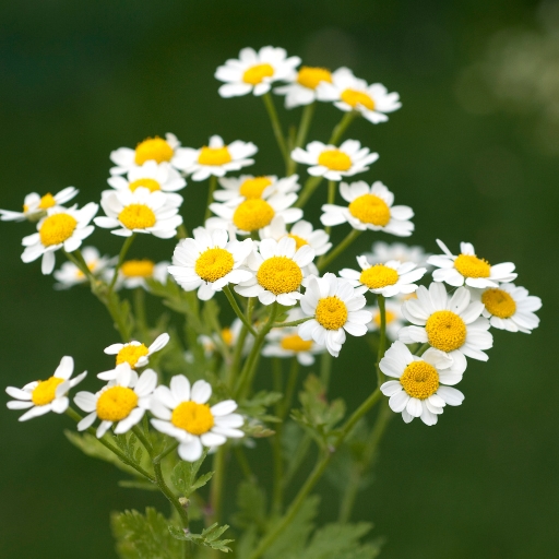 Feverfew