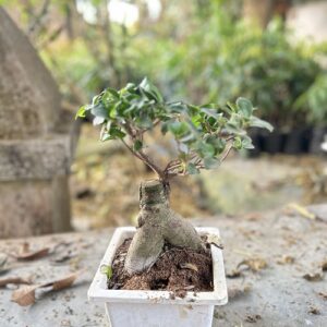 Ficus Microcarpa Bonsai