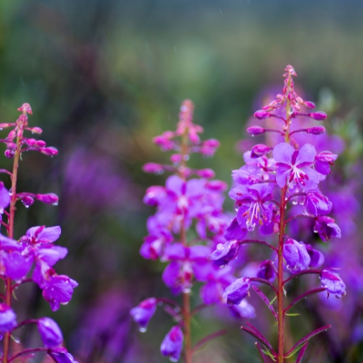 Fireweed