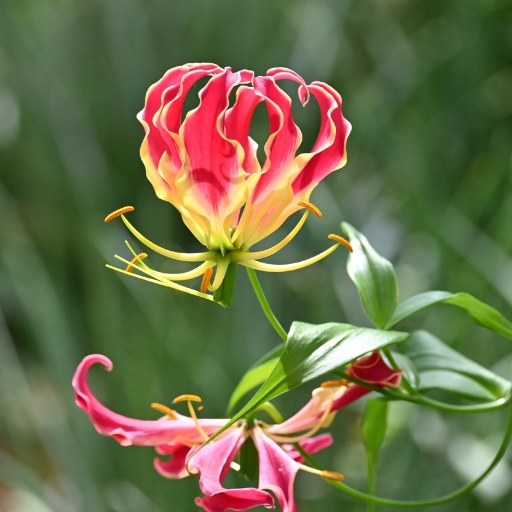 Flame Lily