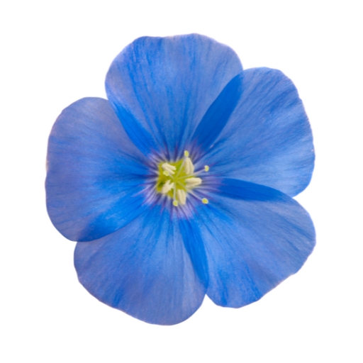 Flax Flower