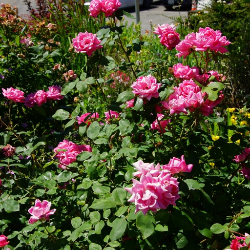 Floribunda Rose