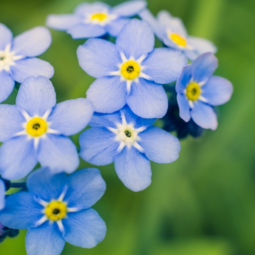 Forget-Me-Not
