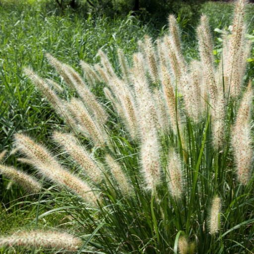 Fountain Grass Flower