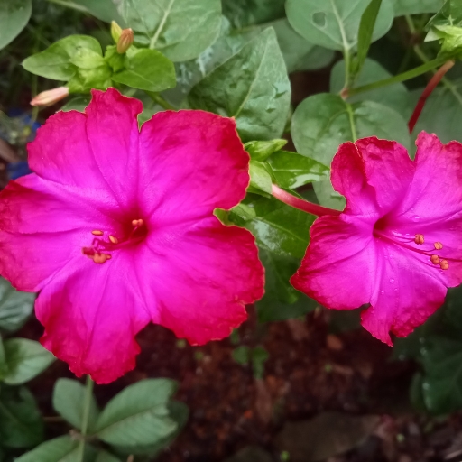 Four O’Clock Flower