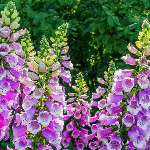 Foxglove