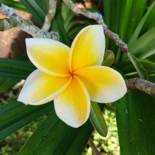 Frangipani (Plumeria)