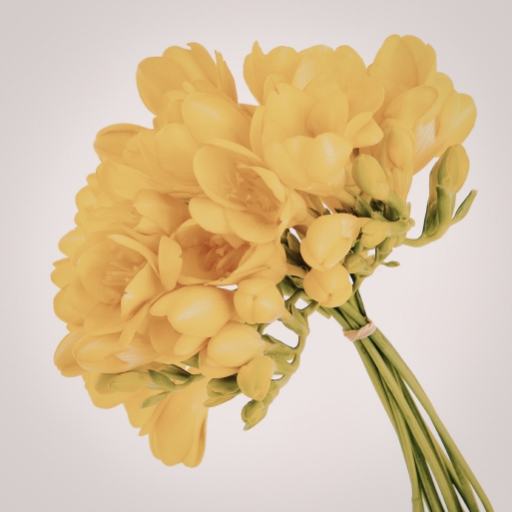 Freesia