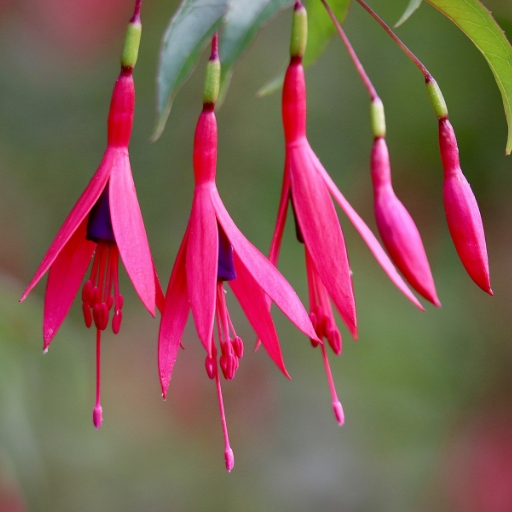 Fuchsia