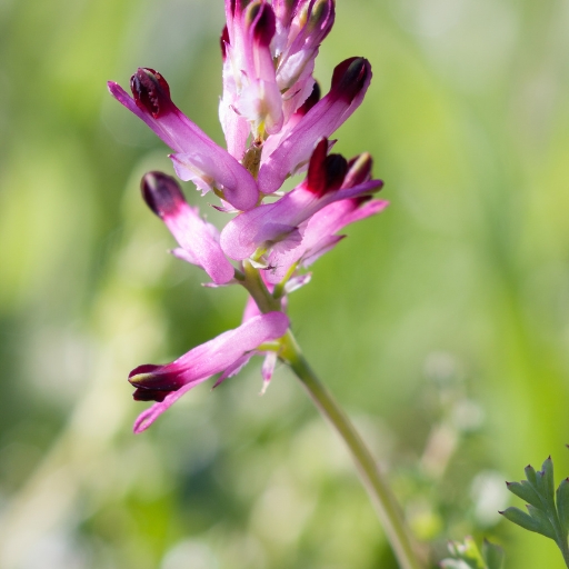 Fumitory