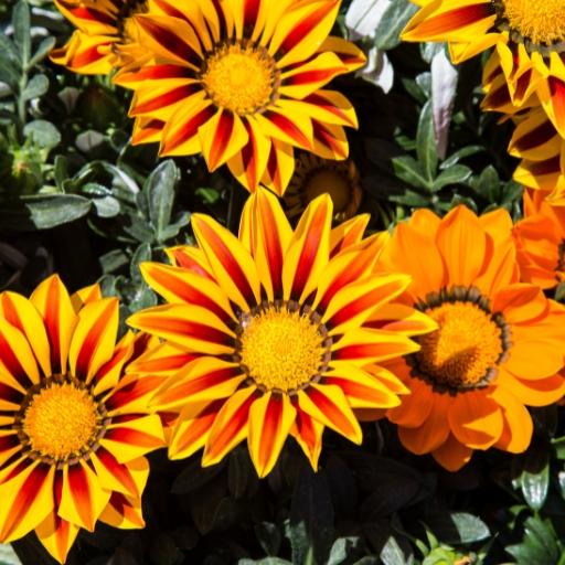 Gazania