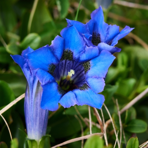 Gentian