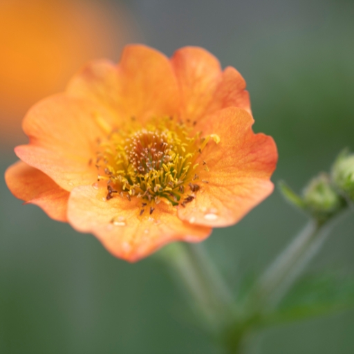 Geum