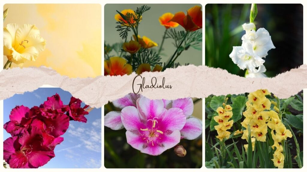 Gladiolus