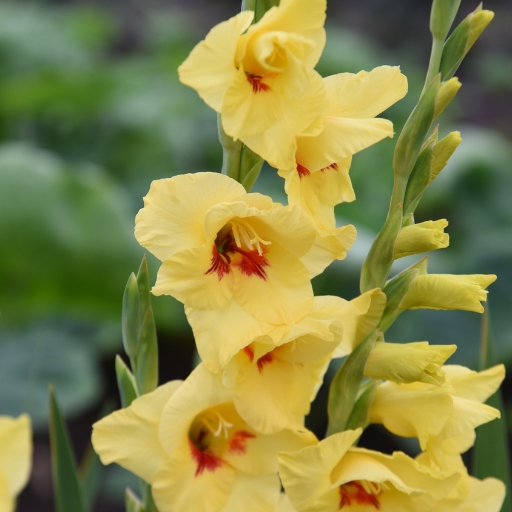 Gladiolus